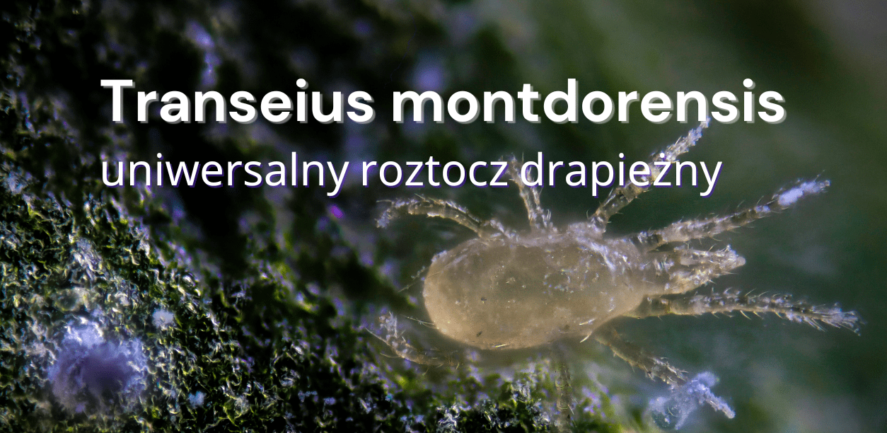 Montdorensis roztocz drapieżny