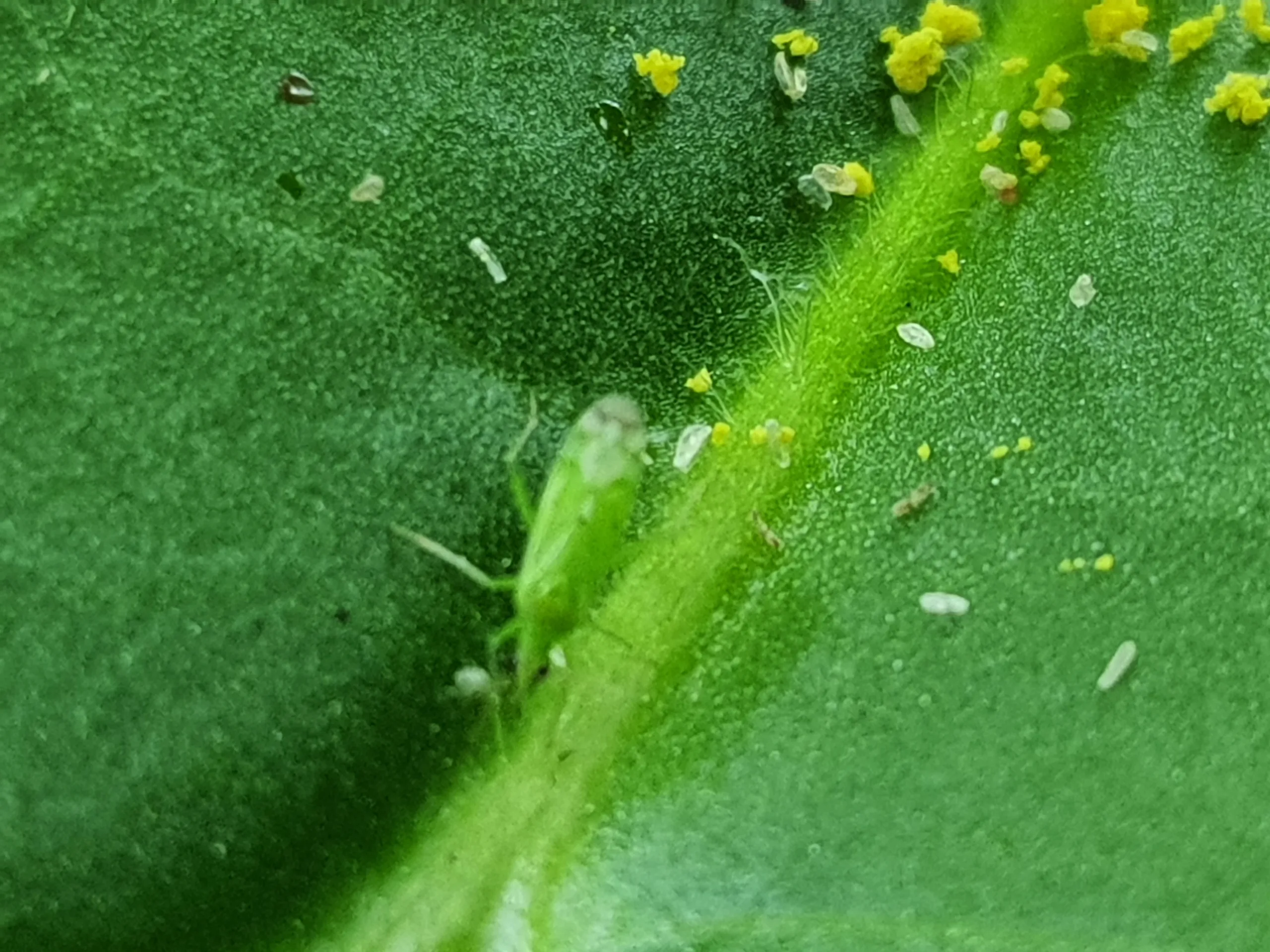 makrolophus pygmaeus food