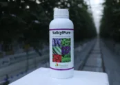 SALICYL PURE 1