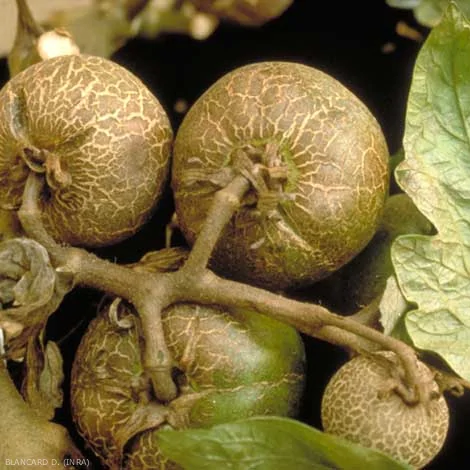 Pordzewiacz pomidorowy