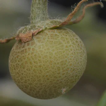 Pordzewiacz pomidorowy