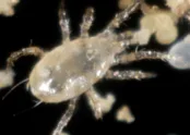 Amblyseius andersoni 4