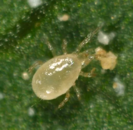 Amblyseius andersoni 3