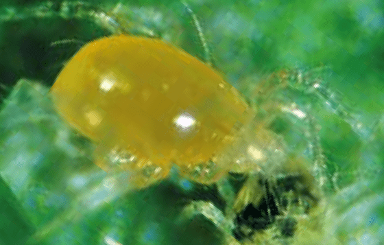Amblyseius andersoni 2