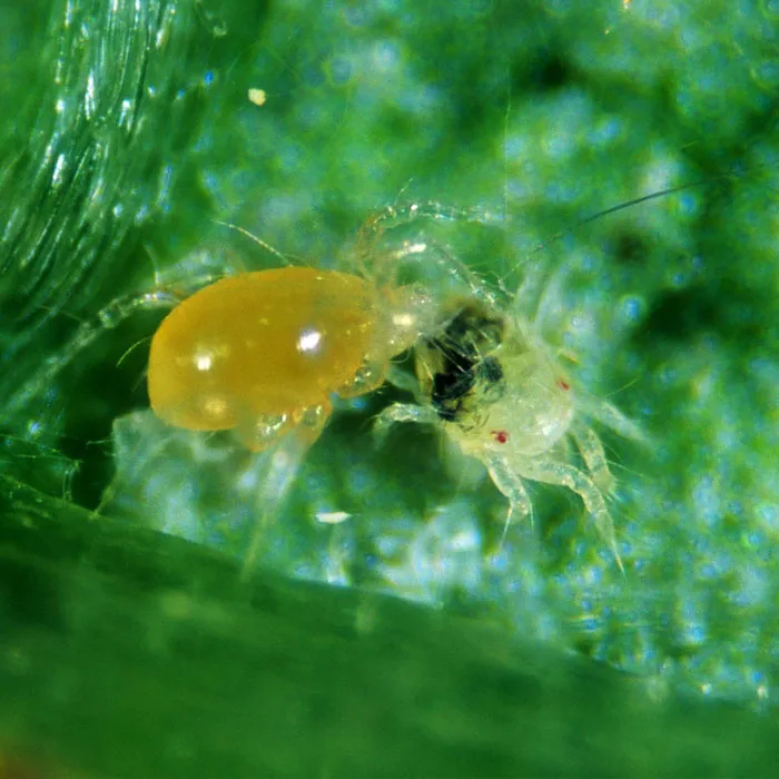 Amblyseius andersoni 1
