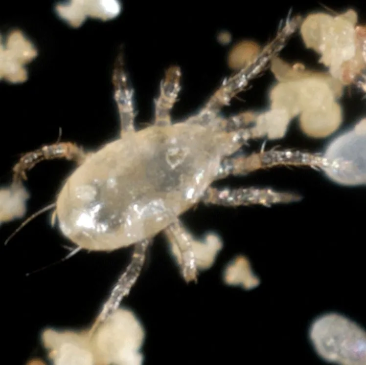 Amblyseius andersoni 4