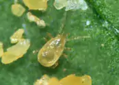 Amblyseius cucumeris 4