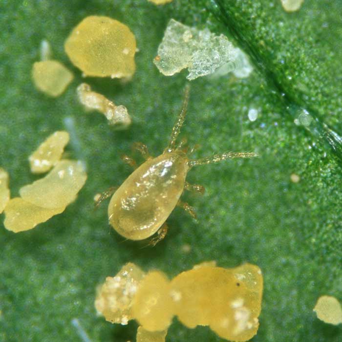 Amblyseius cucumeris 4