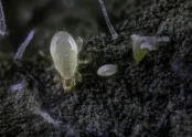 Amblyseius swirskii 3