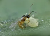 Aphidius colemani 3