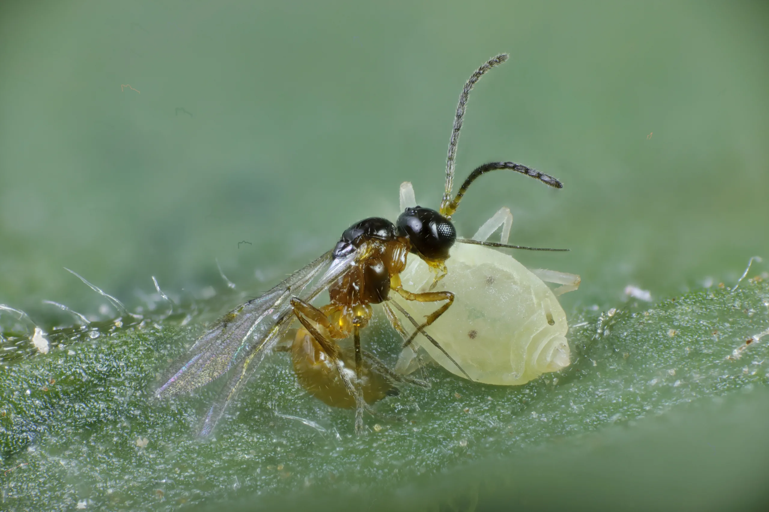 Aphidius colemani 3