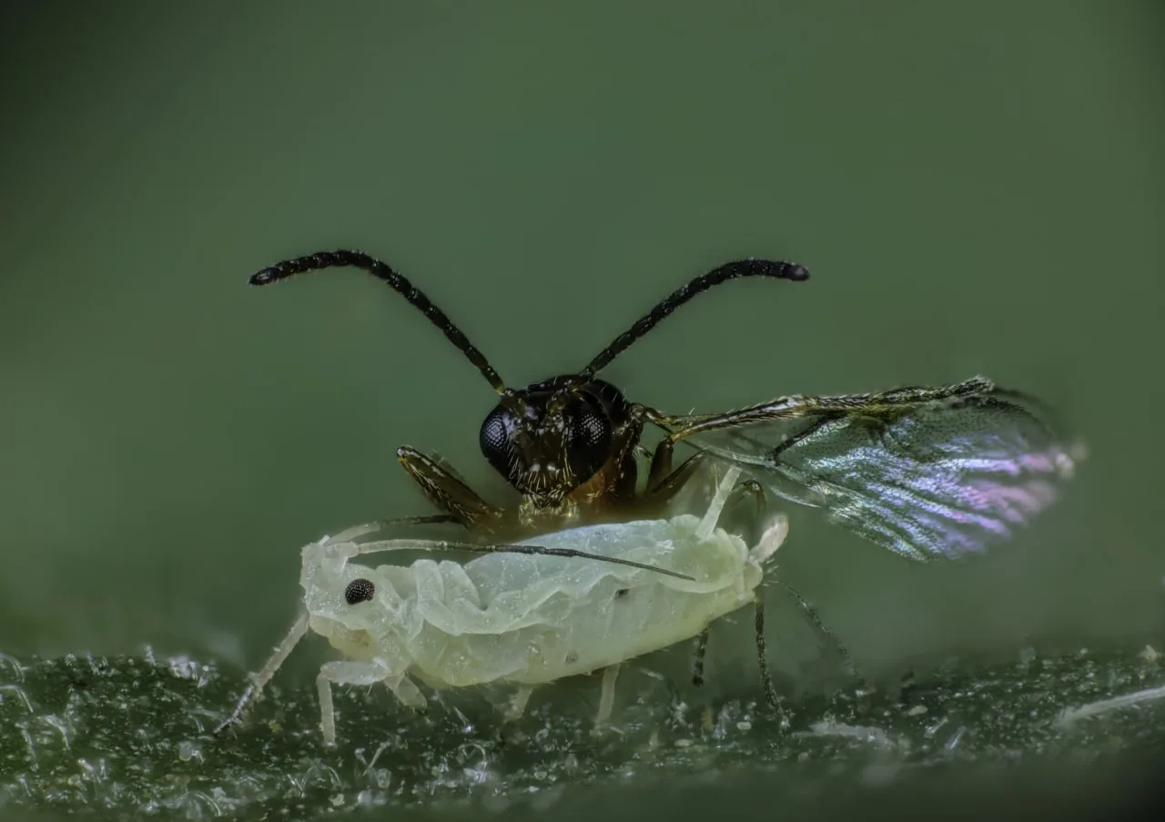 Aphidius colemani 2