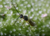 Aphidius ervi 1