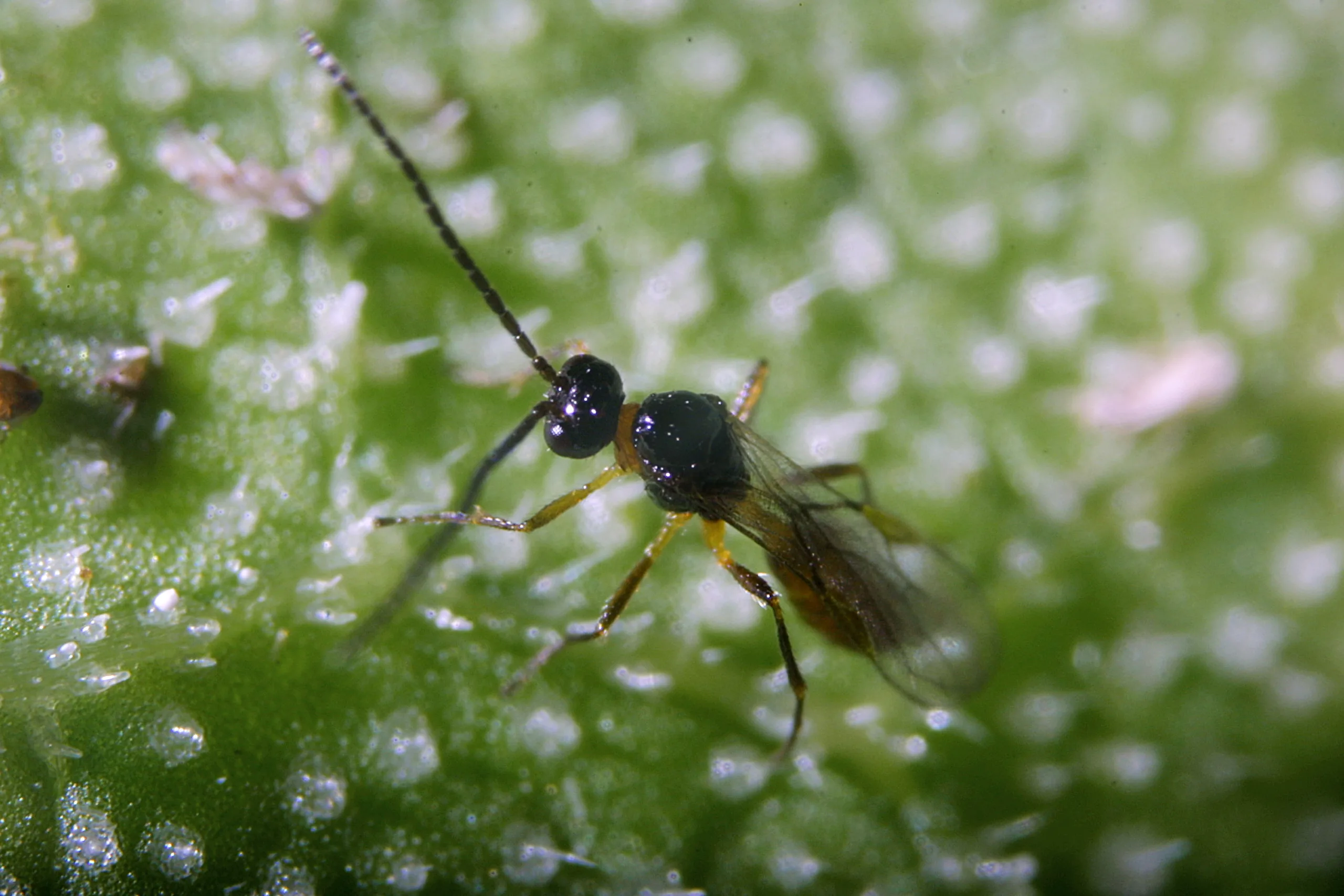 Aphidius ervi 1