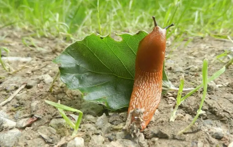 Ślinik luzytański 6