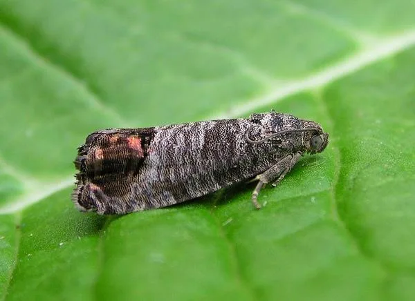 Owocówka jabłkóweczka