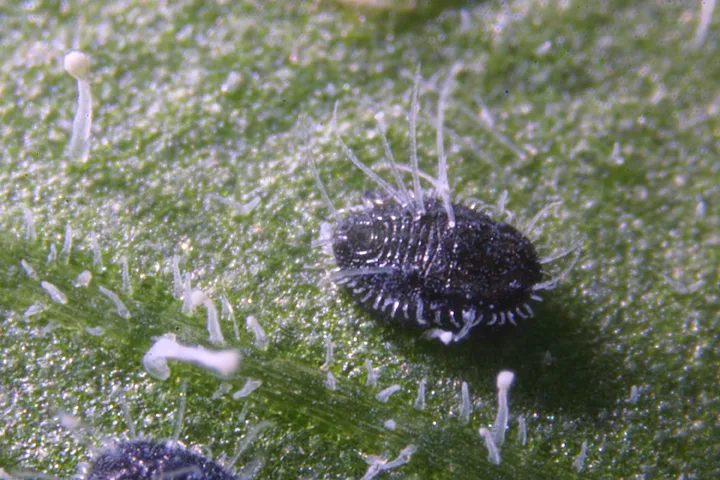 Encarsia formosa 1