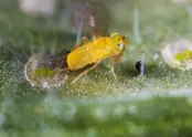 Eretmocerus eremicus 2