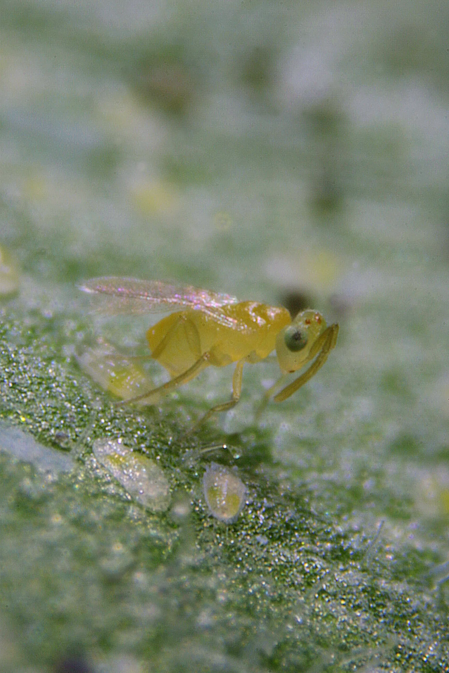 Eretmocerus eremicus 1