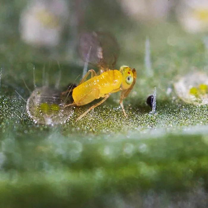 Eretmocerus eremicus 2