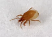 Hypoaspis miles
