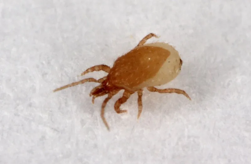 Hypoaspis miles