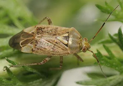 Zmienik lucernowiec