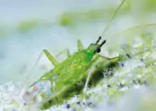 Macrolophus pygmaeus
