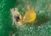 Neoseiulus_agrestis_2