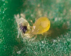 Neoseiulus_agrestis_2