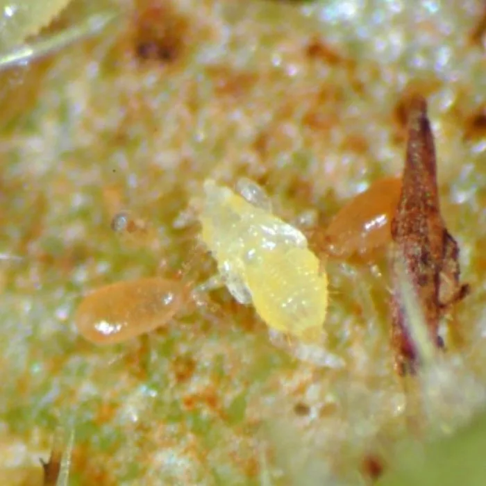 Neoseiulus_agrestis_3
