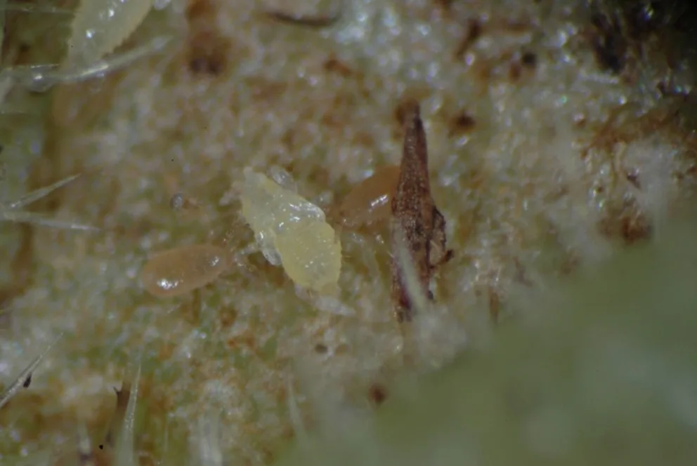 Neoseiulus_agrestis