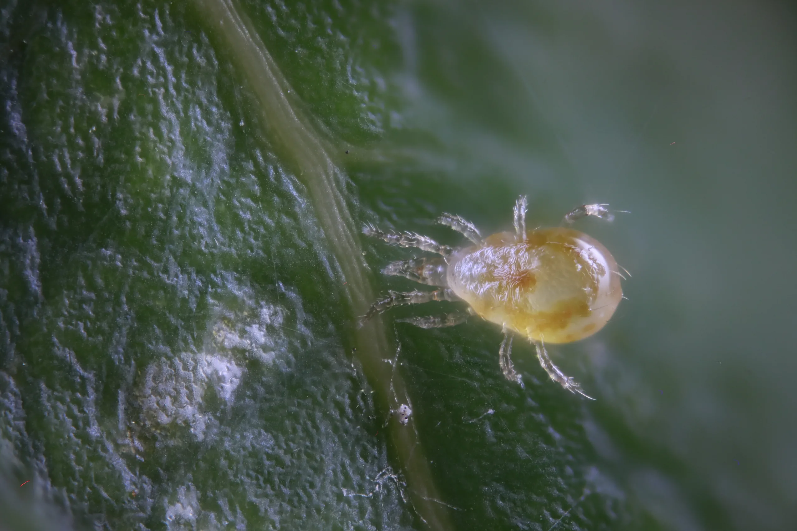 Neoseiulus californicus 2