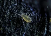 Neoseiulus californicus 3