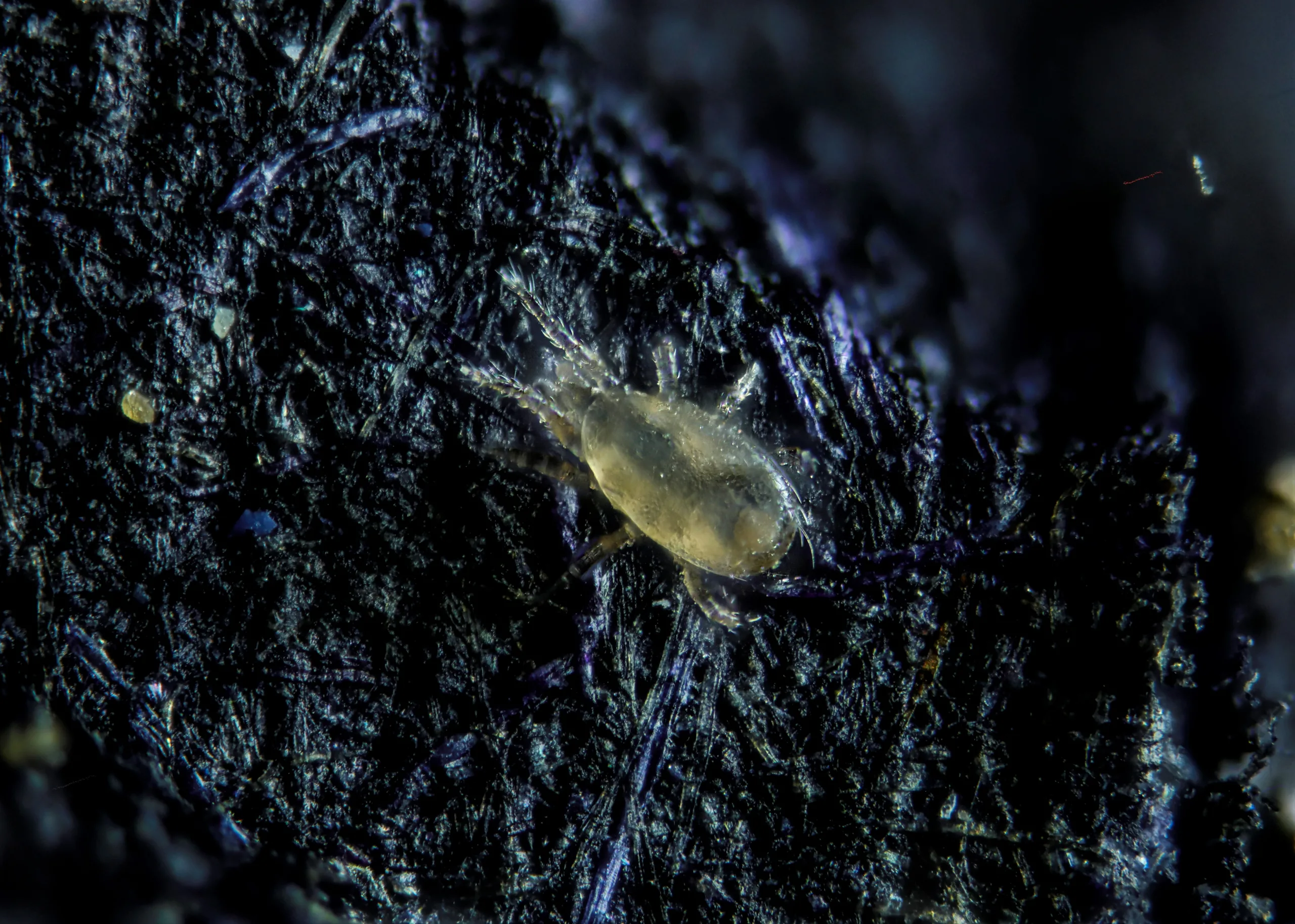 Neoseiulus californicus 3