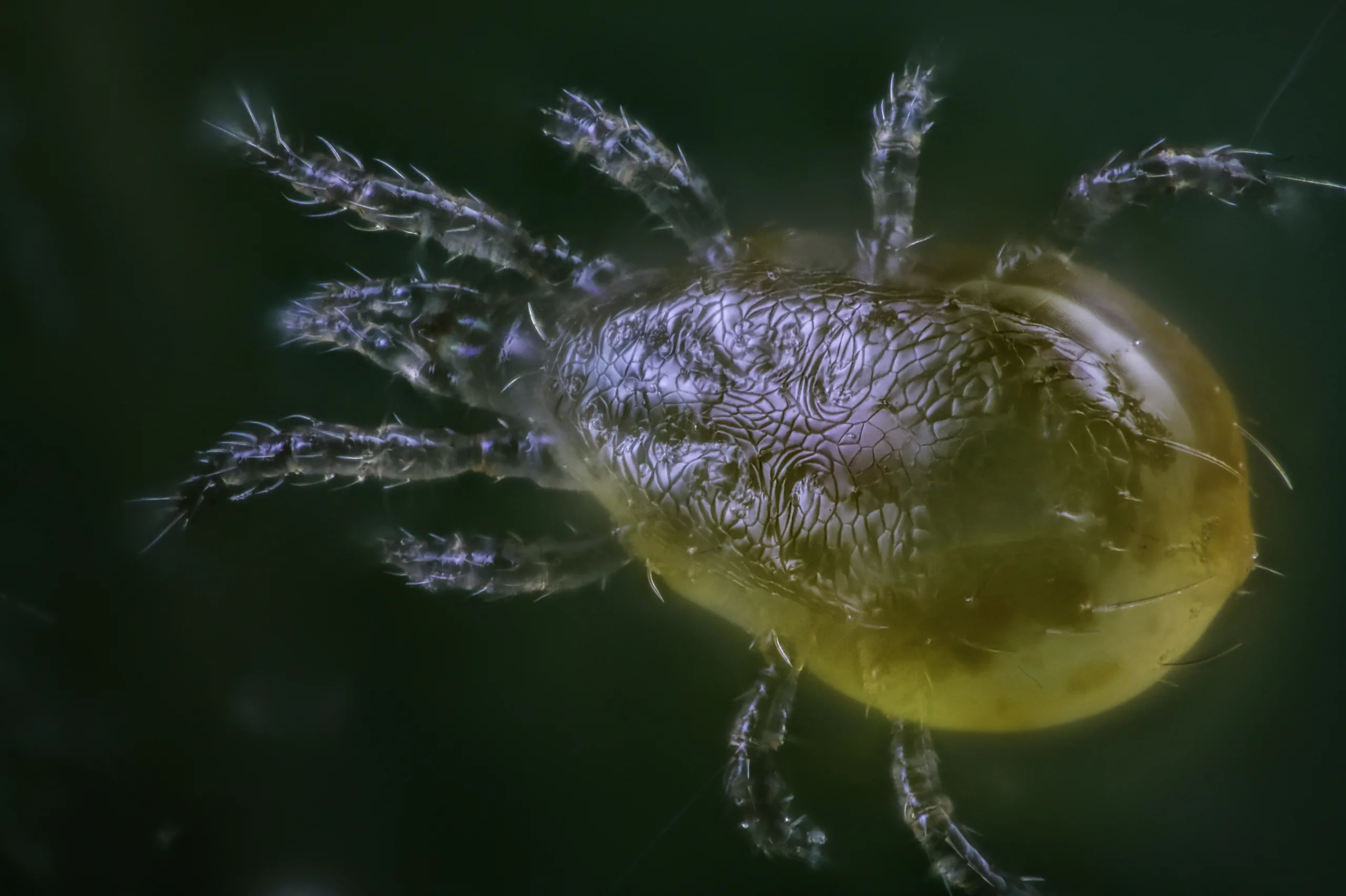 Neoseiulus californicus