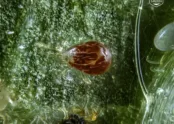 Neoseiulus longispinosus