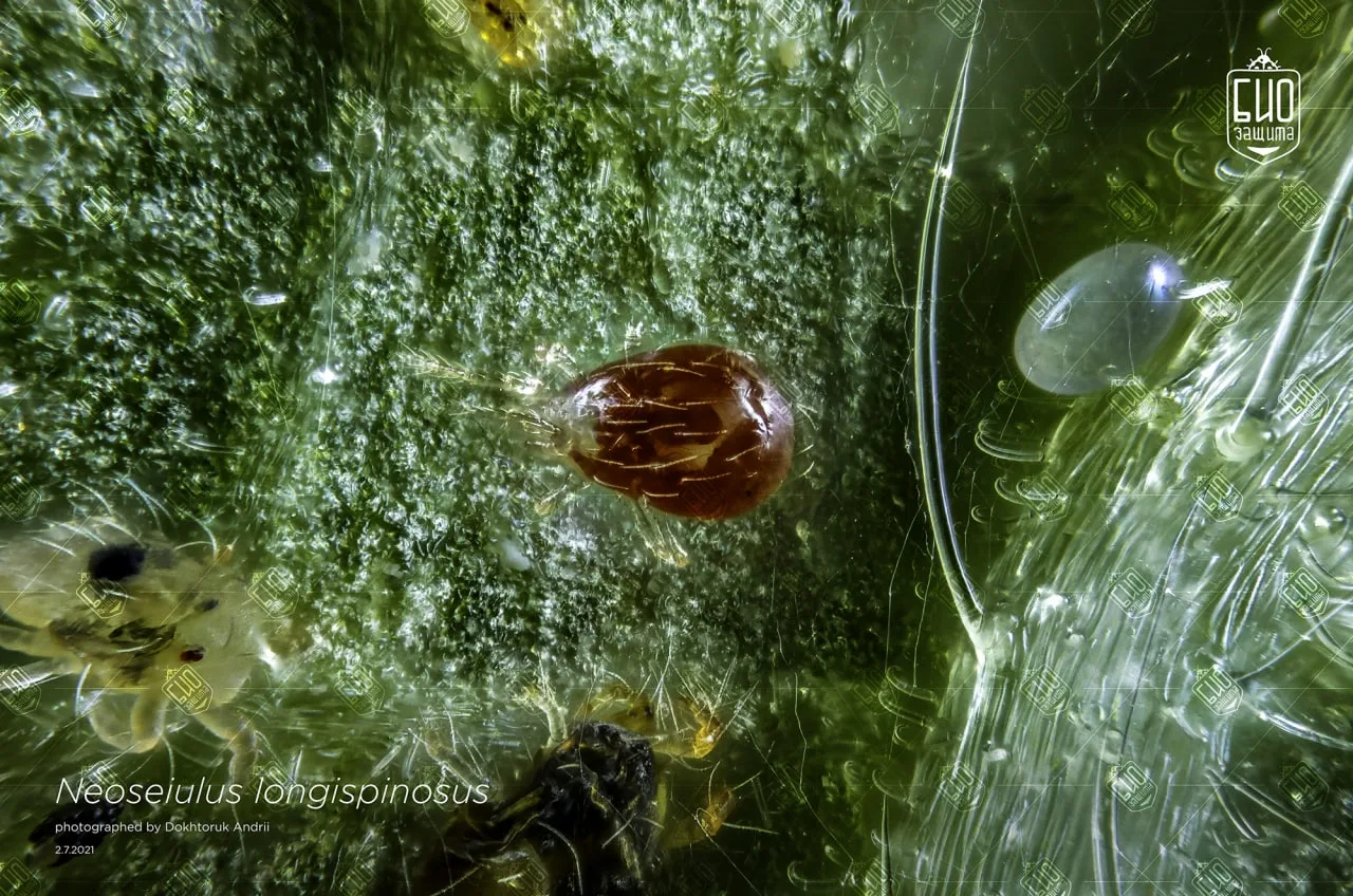 Neoseiulus longispinosus