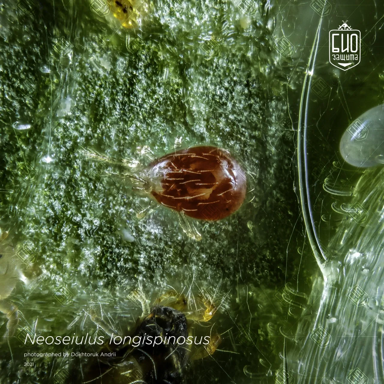 Neoseiulus longispinosus