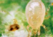 Neoseiulus reductus
