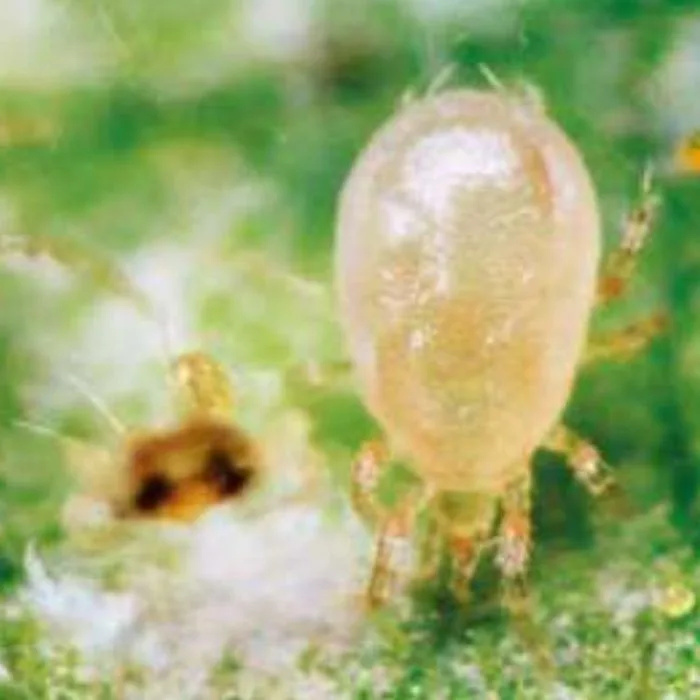 Neoseiulus reductus