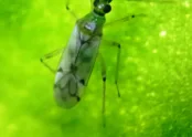 Nesidiocoris 1
