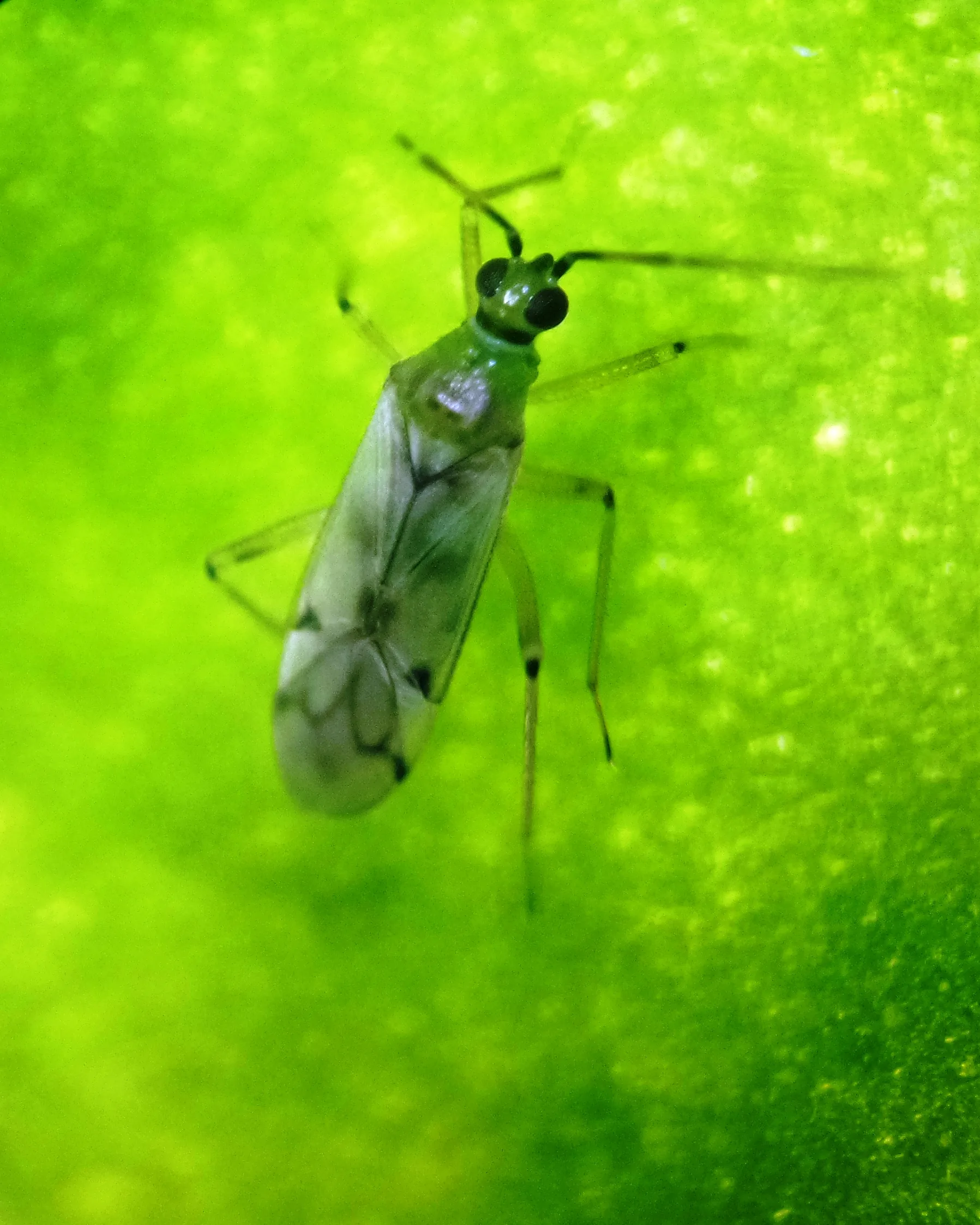 Nesidiocoris 1