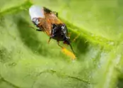 Orius laevigatus