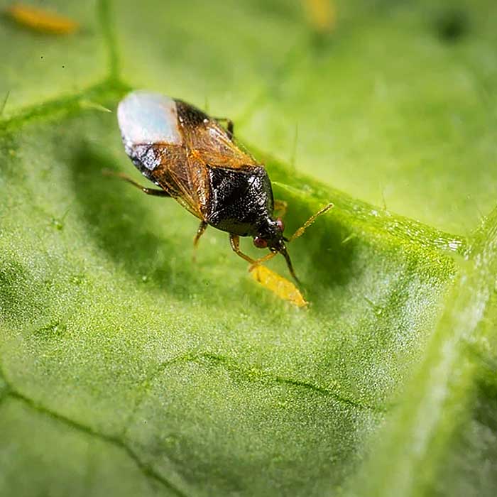 Orius laevigatus