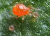 Phytoseiulus persimilis