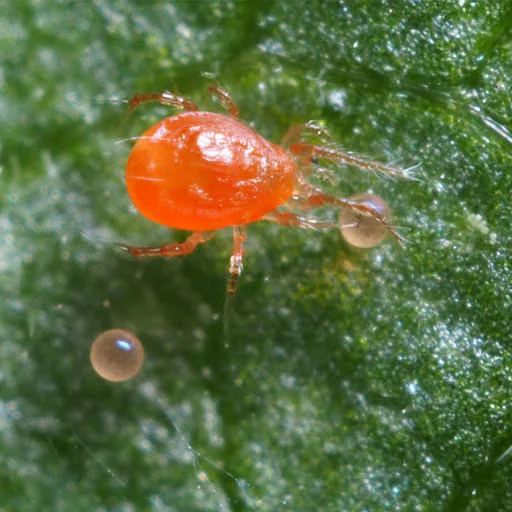 Phytoseiulus persimilis