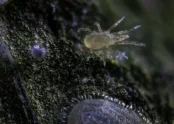 Transeius montdorensis 3