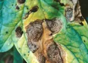 Alternarioz (Alternaria) 7
