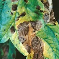 Alternarioz (Alternaria) 7